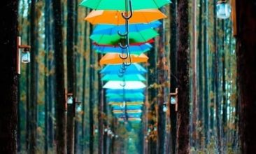 wisata karawang hutan kertas